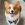 corgi